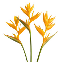 Yellow heliconia psittacorum golden torch flowers png tropical flowers png exotic bloom png floral design png decorative plant png transparent background image