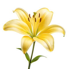 Yellow lily png spring flower png garden lily png blooming lily png decorative flower png floral design png transparent background image