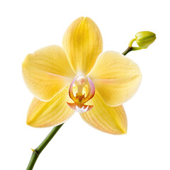 Yellow orchid flower png tropical bloom png floral plant png exotic orchid png spring flower png decorative orchid png transparent background image