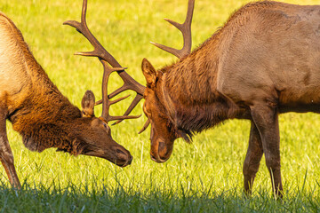 Bull Elk (Cervus canadensis) fighting for dominance in a field in the Great Smokey Mountains...