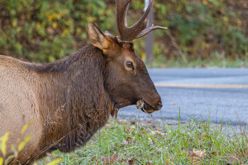Bull elk (Cervus canadensis) grazing in a field in the Great Smokey Mountains National Park near Cherokee, North Carolina, October 2025