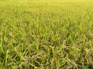 A vast expanse of ripe rice paddy field, Oryza sativa, with golden grains ready for harvesting in a wide, full frame view.