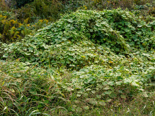 猪名川の河川敷を覆うアレチウリ