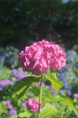 紫陽花　hydrangea