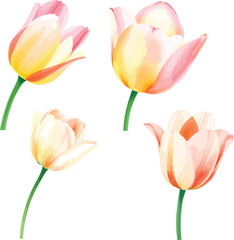 beautiful set Watercolor tulip flower on vector illustration