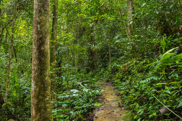Obraz premium Amazing beautiful nature deep green of virgin rain forest Sabah