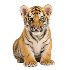 Obraz premium Young tiger cub png baby tiger png wild animal png big cat png striped cub png wildlife predator png exotic feline png transparent background image