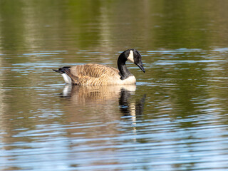 Canada goose on a lake