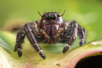 Macro image of beautiful Male Jumping Spider Hyllus Giganteus in Sabah, Borneo - Hyllus Giganteus