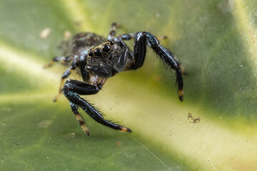 Macro image of beautiful Male Jumping Spider Hyllus Giganteus in Sabah, Borneo - Hyllus Giganteus