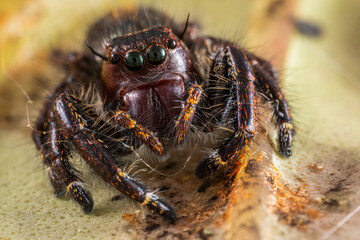 Macro image of beautiful Male Jumping Spider Hyllus Giganteus in Sabah, Borneo - Hyllus Giganteus