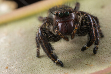 Macro image of beautiful Male Jumping Spider Hyllus Giganteus in Sabah, Borneo - Hyllus Giganteus
