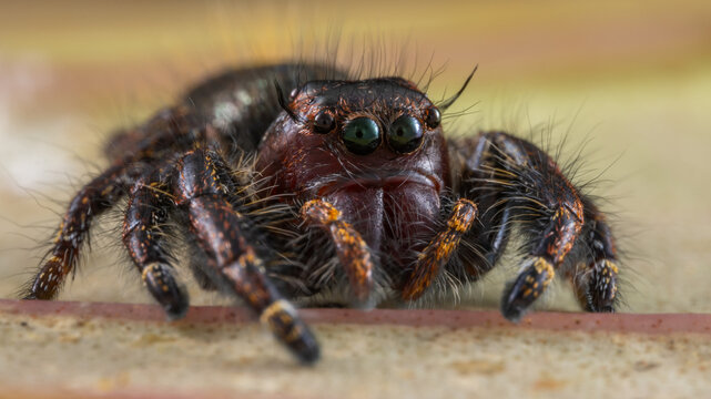 Macro image of beautiful Male Jumping Spider Hyllus Giganteus in Sabah, Borneo - Hyllus Giganteus