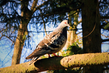 Columba livia domestica, Domestic Pigeon, perhed on a spruce tree. 