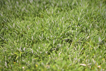芝生　lawn