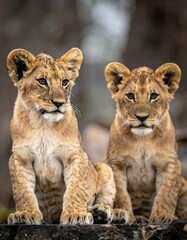Obraz premium Two lion cubs sit side-by-side, alert and adorable