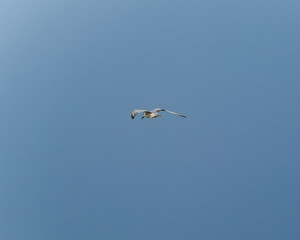 Whiskered Tern Flying Gracefully in Clear Blue Sky