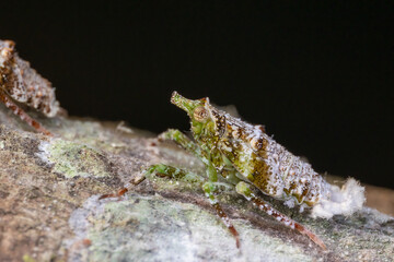 Beautiful and unique insect of Fulgoridae - Dichoptera Sp.