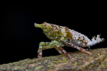 Beautiful and unique insect of Fulgoridae - Dichoptera Sp.