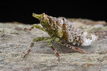 Beautiful and unique insect of Fulgoridae - Dichoptera Sp.