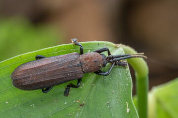 Amazing macro image of insect Hispine Beetle on green leaf