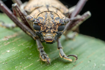 Extreme macro image of beautiful Longhorn Beetle of Sabah, Borneo