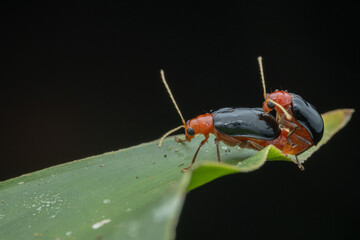 Macro image of beautiful leaf beetle of Sabah, Borneo