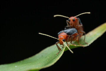 Macro image of beautiful leaf beetle of Sabah, Borneo