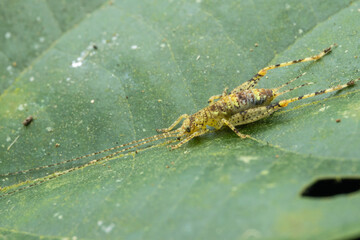 Macro Image of Green Katydid on green leaf