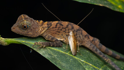 Nature wildlife of Borneo Anglehead Lizard (Gonocephalus borneensis)
