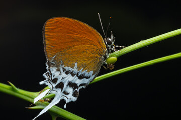 Nature wildlife of Branded Imperial butterfly on rainforest jungle