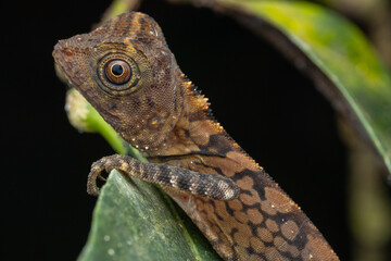 Nature wildlife of Borneo Anglehead Lizard (Gonocephalus borneensis)