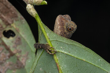 Nature wildlife of Borneo Anglehead Lizard (Gonocephalus borneensis)