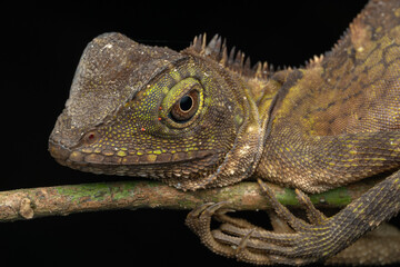 Nature wildlife of Borneo Anglehead Lizard (Gonocephalus borneensis)