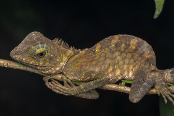 Nature wildlife of Borneo Anglehead Lizard (Gonocephalus borneensis)