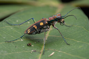 Macro image of beautiful Tiger Beetle insect
