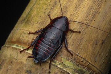 Nature macro image of huge jungle cockroach on rainforest jungle