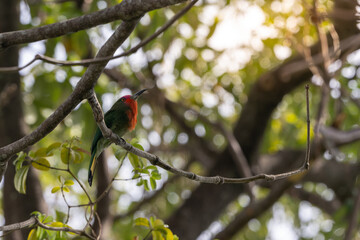 Nature wildlife bird of Red-bearded Bee-eater bird on branch