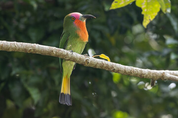Nature wildlife bird of Red-bearded Bee-eater bird on branch