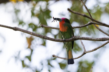 Nature wildlife bird of Red-bearded Bee-eater bird on branch
