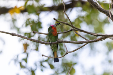 Nature wildlife bird of Red-bearded Bee-eater bird on branch