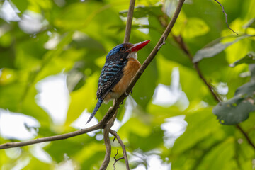 Nature wildlife image of Male Banded kingfisher (Lacedo pulchella) perching on tree branch