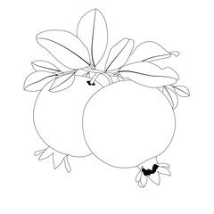 Pomegranate Fruit Line Art Vector Illustration 