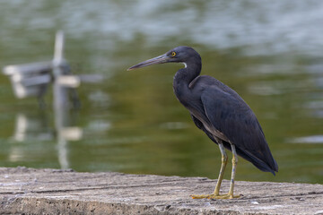 Nature wildlife of Pacific reef heron at the shore, Egretta sacra