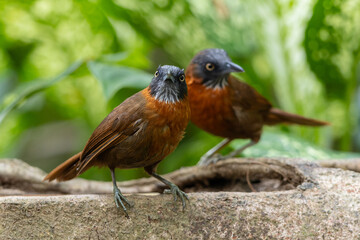 Nature wildlife bird of Grey-headed babbler on rainforest jungle