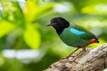Nature Wildlife image of Borneo Hooded Pitta (Pitta sordida mulleri) on Rainforest jungle