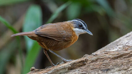 Nature wildlife image bird name as BLACK-CAPPED BABBLER capture inside deep rainroest jungle