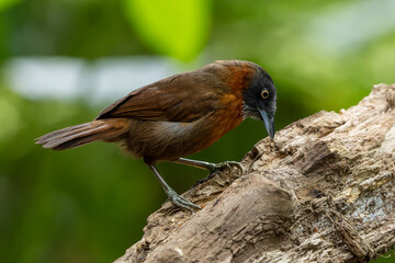 Nature wildlife bird of Grey-headed babbler on rainforest jungle