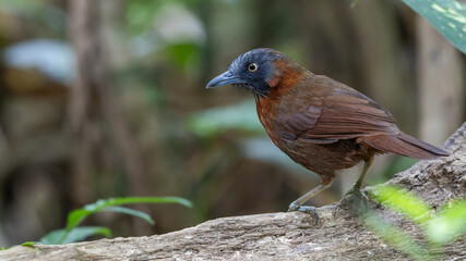 Nature wildlife bird of Grey-headed babbler on rainforest jungle