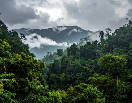 Lush, dense forest landscape with mountain range, enveloped by clouds